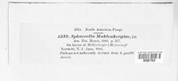 Mycosphaerella muhlenbergiae image